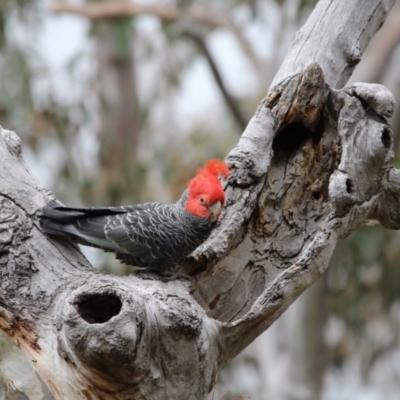 Callocephalon fimbriatum (Gang-gang Cockatoo) at Acton, ACT - 14 Oct 2017 by AlisonMilton