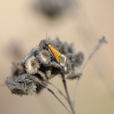 Philobota undescribed species near arabella (A concealer moth) at Hawker, ACT - 16 Oct 2017 by Alison Milton