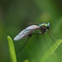 Austrosciapus sp. (genus) (Long-legged fly) at Higgins, ACT - 19 Oct 2017 by Alison Milton