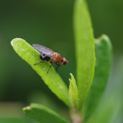 Lauxaniidae (family) (Unidentified lauxaniid fly) at Higgins, ACT - 19 Oct 2017 by Alison Milton