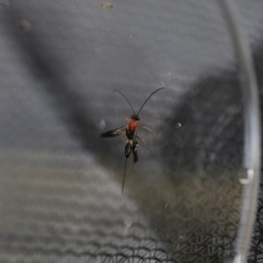 Ichneumonidae (family) at Higgins, ACT - 19 Oct 2017 12:59 PM