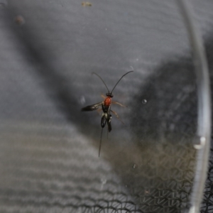 Ichneumonidae (family) at Higgins, ACT - 19 Oct 2017