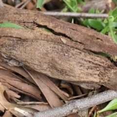 Chelepteryx collesi (White-stemmed Gum Moth) at Higgins, ACT - 4 Nov 2017 by AlisonMilton