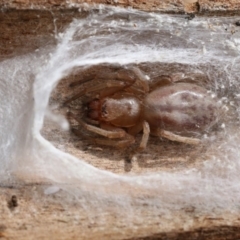 Clubiona sp. (genus) (Unidentified Stout Sac Spider) at Higgins, ACT - 4 Nov 2017 by AlisonMilton