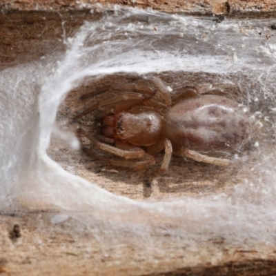 Clubiona sp. (genus) (Unidentified Stout Sac Spider) at Higgins, ACT - 4 Nov 2017 by AlisonMilton