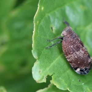 Platybrachys vidua at Higgins, ACT - 6 Nov 2017