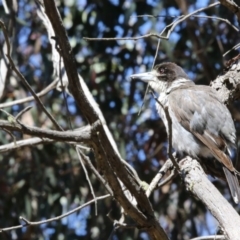 Cracticus torquatus (Grey Butcherbird) at Gungahlin, ACT - 7 Nov 2017 by AlisonMilton