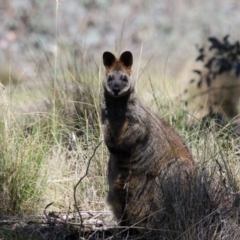 Wallabia bicolor (Swamp Wallaby) at Gungahlin, ACT - 7 Nov 2017 by AlisonMilton