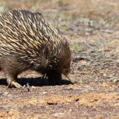 Tachyglossus aculeatus (Short-beaked Echidna) at Mulligans Flat - 6 Nov 2017 by AlisonMilton