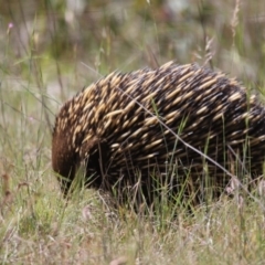 Tachyglossus aculeatus (Short-beaked Echidna) at Gungahlin, ACT - 7 Nov 2017 by AlisonMilton