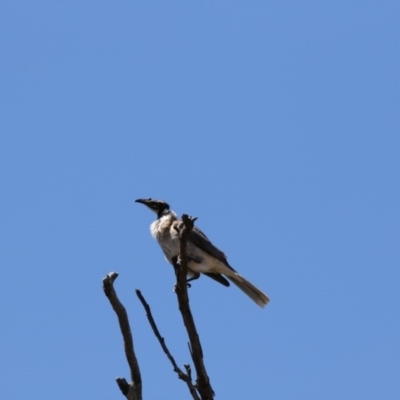 Philemon corniculatus (Noisy Friarbird) at Gungahlin, ACT - 7 Nov 2017 by AlisonMilton