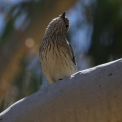 Pachycephala rufiventris (Rufous Whistler) at Gungahlin, ACT - 7 Nov 2017 by AlisonMilton