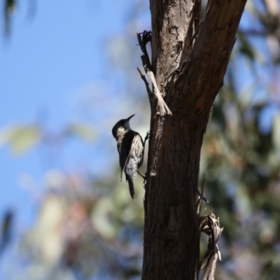 Cormobates leucophaea (White-throated Treecreeper) at Gungahlin, ACT - 7 Nov 2017 by AlisonMilton