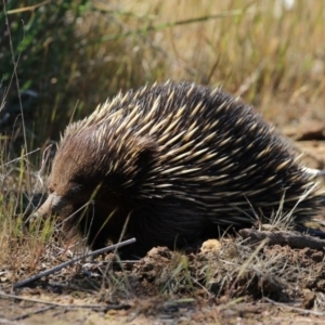 Tachyglossus aculeatus at Gungahlin, ACT - 7 Nov 2017 09:37 AM