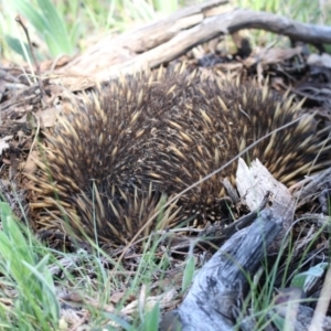 Tachyglossus aculeatus at Gungahlin, ACT - 7 Nov 2017