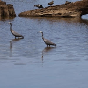 Egretta novaehollandiae at Gungahlin, ACT - 7 Nov 2017 10:41 AM