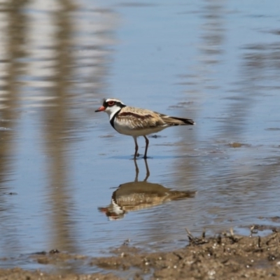Thinornis melanops (Black-fronted Dotterel) at Gungahlin, ACT - 7 Nov 2017 by AlisonMilton