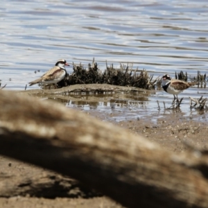 Charadrius melanops at Gungahlin, ACT - 7 Nov 2017