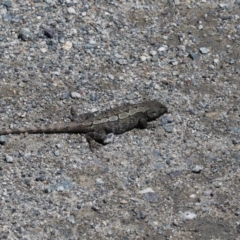 Amphibolurus muricatus (Jacky Lizard) at Gungahlin, ACT - 7 Nov 2017 by AlisonMilton