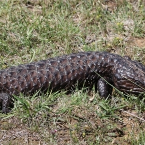 Tiliqua rugosa at Gungahlin, ACT - 7 Nov 2017