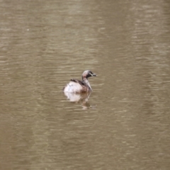 Tachybaptus novaehollandiae (Australasian Grebe) at Gungahlin, ACT - 7 Nov 2017 by AlisonMilton