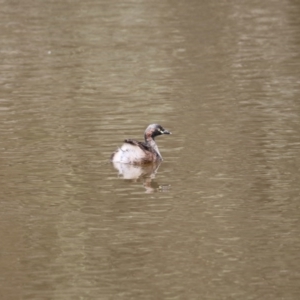 Tachybaptus novaehollandiae at Gungahlin, ACT - 7 Nov 2017 12:14 PM