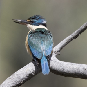 Todiramphus sanctus at Gungahlin, ACT - 7 Nov 2017