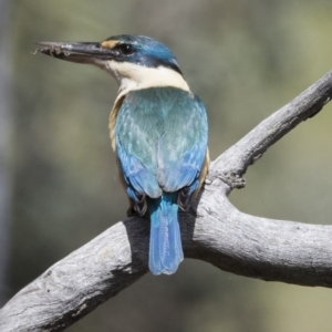 Todiramphus sanctus at Gungahlin, ACT - 7 Nov 2017