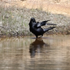 Corvus coronoides (Australian Raven) at Gungahlin, ACT - 7 Nov 2017 by AlisonMilton