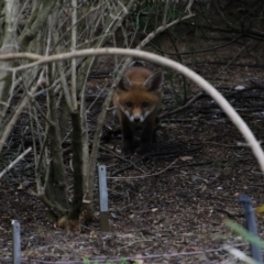 Vulpes vulpes (Red Fox) at Acton, ACT - 2 Nov 2017 by Alison Milton