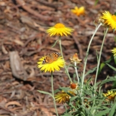 Vanessa kershawi (Australian Painted Lady) at Acton, ACT - 2 Nov 2017 by AlisonMilton