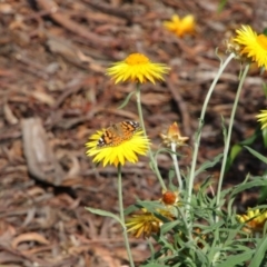 Vanessa kershawi (Australian Painted Lady) at Acton, ACT - 2 Nov 2017 by AlisonMilton