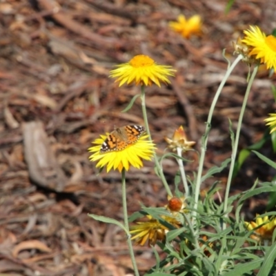 Vanessa kershawi (Australian Painted Lady) at Acton, ACT - 2 Nov 2017 by Alison Milton