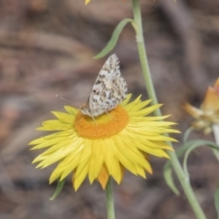 Vanessa kershawi (Australian Painted Lady) at Acton, ACT - 2 Nov 2017 by Alison Milton