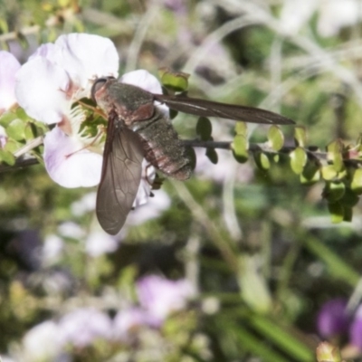 Comptosia insignis (A bee fly) at Acton, ACT - 2 Nov 2017 by AlisonMilton