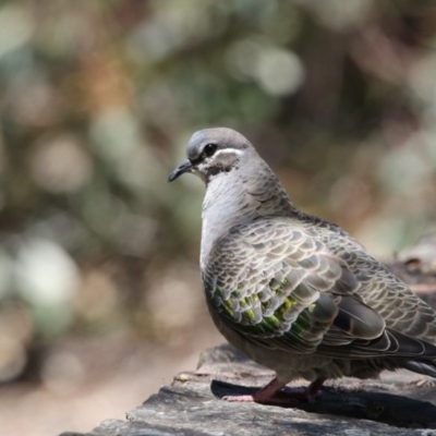 Phaps chalcoptera (Common Bronzewing) at Acton, ACT - 7 Nov 2017 by Alison Milton