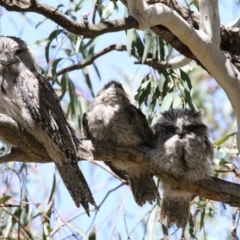 Podargus strigoides (Tawny Frogmouth) at Acton, ACT - 8 Nov 2017 by AlisonMilton