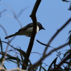 Myiagra rubecula (Leaden Flycatcher) at Higgins, ACT - 9 Nov 2017 by Alison Milton