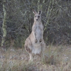 Macropus giganteus (Eastern Grey Kangaroo) at Conder, ACT - 4 Nov 2017 by michaelb