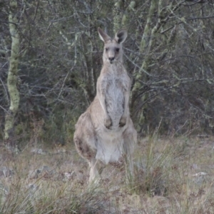 Macropus giganteus at Conder, ACT - 4 Nov 2017 06:14 PM