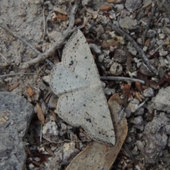 Taxeotis intextata (Looper Moth, Grey Taxeotis) at Rob Roy Range - 4 Nov 2017 by MichaelBedingfield