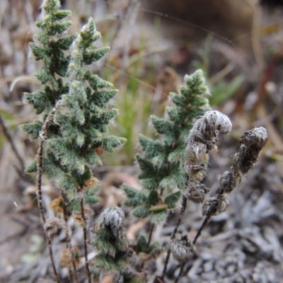 Cheilanthes distans (Bristly Cloak Fern) at Rob Roy Range - 4 Nov 2017 by MichaelBedingfield