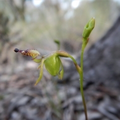 Caleana minor (Small Duck Orchid) at Aranda, ACT - 14 Nov 2017 by CathB