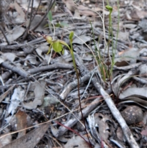 Caleana minor at Aranda, ACT - suppressed