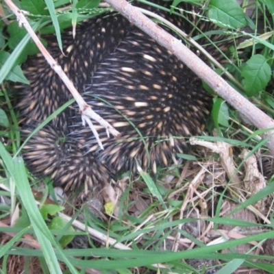 Tachyglossus aculeatus (Short-beaked Echidna) at Bermagui, NSW - 11 Nov 2017 by margaretrose