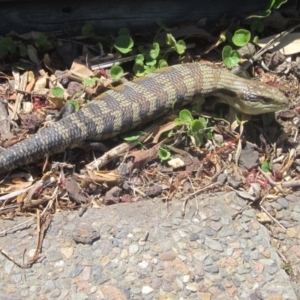 Tiliqua scincoides scincoides at Bermagui, NSW - 15 Nov 2017 12:11 PM
