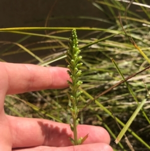 Microtis sp. at Barton, ACT - suppressed