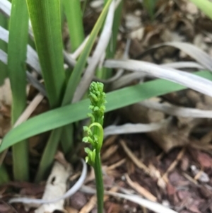 Microtis sp. at Barton, ACT - suppressed