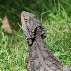 Pogona barbata (Eastern Bearded Dragon) at Acton, ACT - 17 Oct 2017 by AlisonMilton