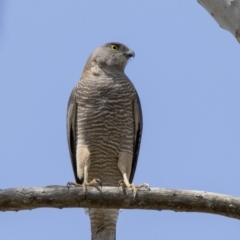 Accipiter fasciatus (Brown Goshawk) at Acton, ACT - 17 Oct 2017 by AlisonMilton